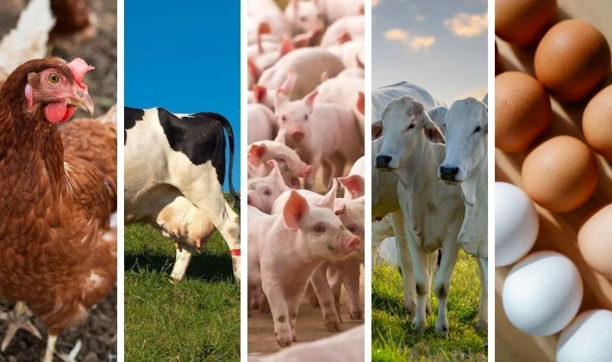 Espírito Santo supera produção animal e mantém destaque nacional em ovos e aves