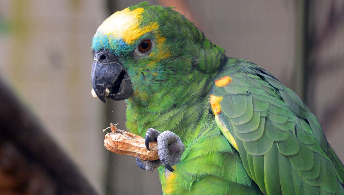 Coluna Rosildo Barcellos | COP 15