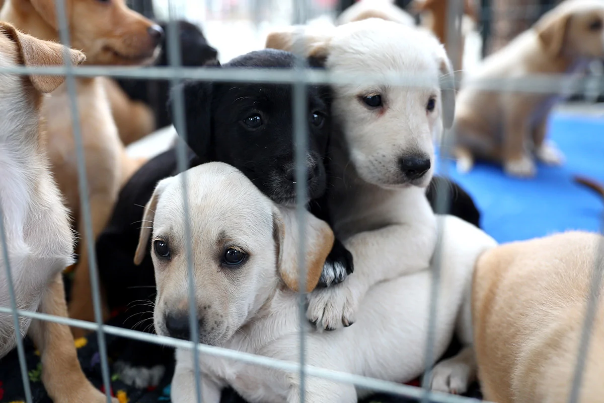 Espírito Santo já registra mais de 1,9 mil denúncias de maus-tratos a animais em 2026