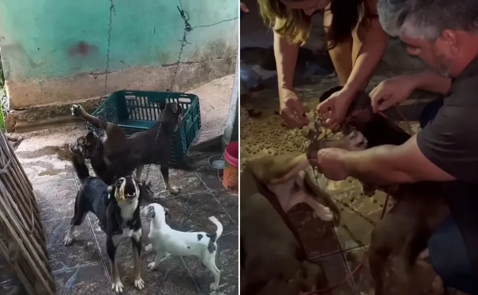 Homem é detido após nove cães serem encontrados em situação de maus-tratos no ES 