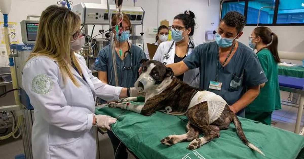 ES terá primeiro hospital público veterinário
